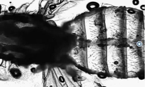 En pr&eacute;sentant un ego et une conscience, les insectes pourraient nous r&eacute;v&eacute;ler les origines de cette derni&egrave;re | EntomoNews | Scoop.it