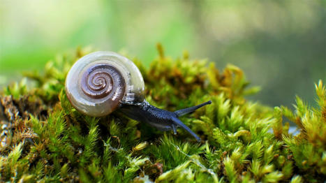 Les mollusques continentaux de France métropolitaine : un patrimoine biologique original et menacé | Biodiversité | Scoop.it