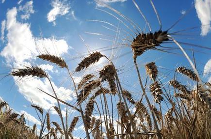 Climat: l'agriculture, cause, victime et solution du réchauffement | Toxique, soyons vigilant ! | Scoop.it