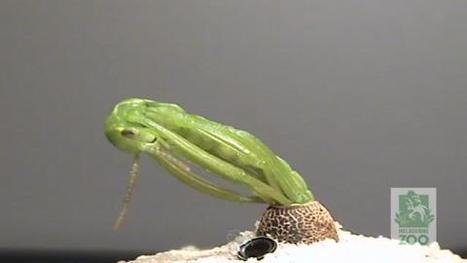 Vidéo : L'éclosion démesurée d'un phasme | Variétés entomologiques | Scoop.it