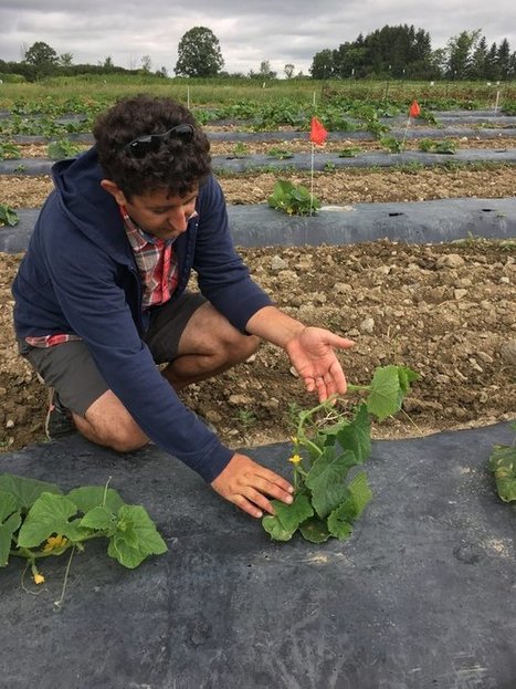 NPR: Scientists Are Fighting For The Stricken Pickle Against This Tricky Disease (2018) | Plants and Microbes | Scoop.it