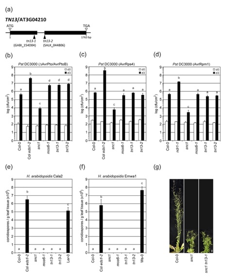 Plant J: The truncated NLR protein TIR‐NBS13 is a MOS6/IMPORTIN‐α3 interaction partner required for plant immunity (2017) | Plants and Microbes | Scoop.it