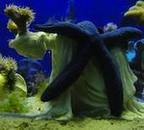Occupy Movement Goes Underwater in New Art Exhibition | Strange days indeed... | Scoop.it