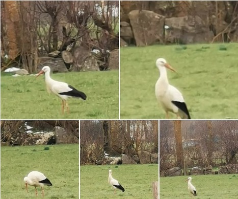 Une cigogne dans la lande de Guchan | Vallées d'Aure & Louron - Pyrénées | Scoop.it