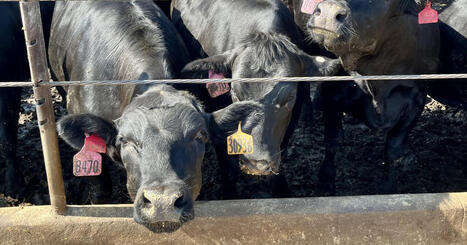 Wildfires deal blows to Nebraska producers, forcing early calf sales - Nebraska Public Radio | Operation Deimos | Scoop.it