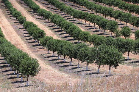 PORTUGAL : Olive oil price drops 36%&nbsp; | CIHEAM Press Review | Scoop.it