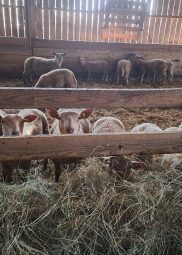 &raquo; La Chronique Ovine : Des rations pour reporter la vente des agneaux | SCIENCES DE L' ANIMAL | Scoop.it