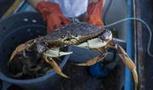 California's Dungeness crab season off to a promising start | Coastal Restoration | Scoop.it