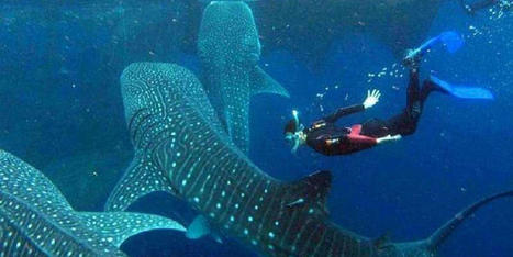 Enjoy The Most Thrilling And Amazing Adventure in La Paz With Us | Private Whale Shark Tour Cabo | Scoop.it