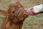 Rosita ISA, la vache clonée pour produire du lait maternel humain | Think outside the Box | Scoop.it
