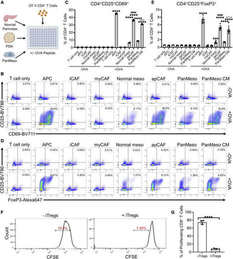 Mesothelial cell-derived antigen-presenting cancer-associated fibroblasts induce expansion of regulatory T cells in pancreatic cancer | Daily Newspaper | Scoop.it