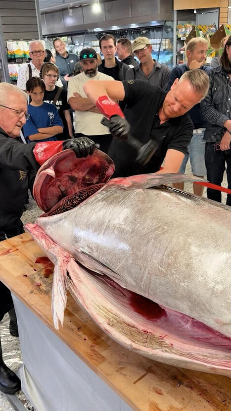 Kämpar med rekordfisk: &rdquo;Kniven slö direkt&rdquo; | A1Uutiset | Scoop.it