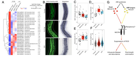 A plant CLE peptide and its fungal mimic promote arbuscular mycorrhizal symbiosis via CRN-mediated ROS suppression | pnas | RMH | Scoop.it