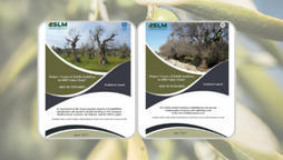 CIHEAM Bari - Technical Reports on Xylella Fastidiosa | CIHEAM Press Review | Scoop.it