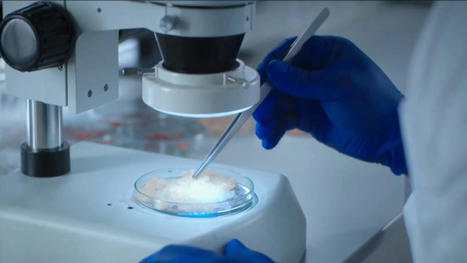 Deadly Fungal Infection Spreading Nationwide – NBC Washington | Operation Deimos | Scoop.it