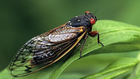 Le son de la terre : le chant des cigales | Variétés entomologiques | Scoop.it