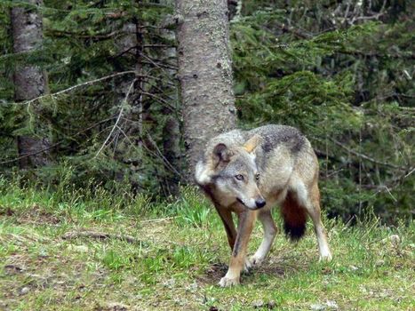 Le loup : biologie et présence en France | FERUS | Pastoralisme Ours Loups Lynx | Scoop.it