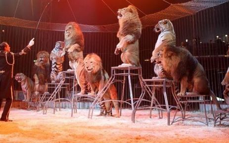 Etes-vous pour la suppression des num&eacute;ros d'animaux dans les cirques ? (sondage) | ACTUALIT&Eacute; | Scoop.it