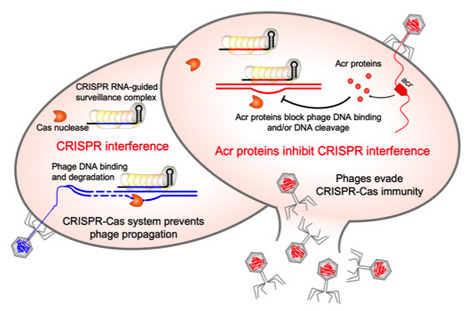 First anti-CRISPR protein that inhibits the CRISPR-Cas defense system in Clostridioides difficile | I2BC Paris-Saclay | Scoop.it