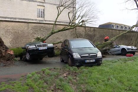 Temp&ecirc;te Pedro. Pourquoi les arbres des villes sont-ils plus fragiles que les arbres des for&ecirc;ts ? | France 3 | La SELECTION du Web | CAUE des Vosges - www.caue88.com | Scoop.it