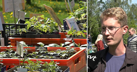 Trädgårdsskötarens tips – så undviker du att sprida invasiva arter | 1Uutiset - Lukemisen tähden | Scoop.it