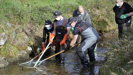 Pêches de sauvetage pour 16 861 poissons | Vallées d'Aure & Louron - Pyrénées | Scoop.it