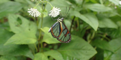 Les ailes transparentes mais si visibles des papillons ithomiines | EntomoNews | Scoop.it