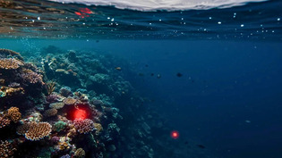 L&rsquo;oc&eacute;an n&rsquo;est plus ce qu&rsquo;il &eacute;tait : 30 % de ses eaux sont d&eacute;j&agrave; touch&eacute;es par une mutation simultan&eacute;e sans pr&eacute;c&eacute;dent | Une semaine d'actu - Newsletter de veille de l'AURH | Scoop.it