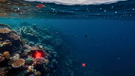 L’océan n’est plus ce qu’il était : 30 % de ses eaux sont déjà touchées par une mutation simultanée sans précédent | Biodiversité | Scoop.it