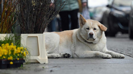 Insolite : Au Japon, des agences de détectives privés pour animaux - www.harp-detectives.fr | Détective privé Nice Cannes | Scoop.it