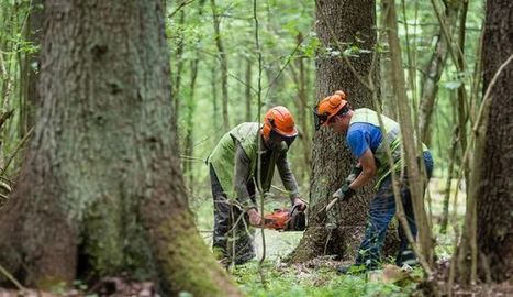 UE: la Pologne condamnée pour ses coupes dans la forêt de Bialowieza - L'Express | GREENEYES | Scoop.it