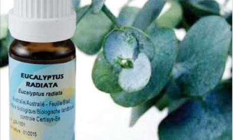 L'Eucalyptus radie | Aromathologie | Scoop.it