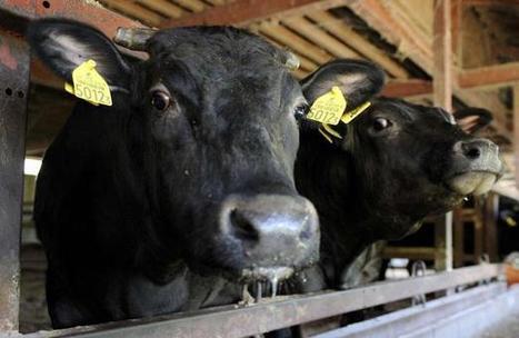 Londres: Un steak de bœuf issu de cellules souches à déguster ... | La Gazette des abattoirs | Scoop.it