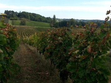 Quand la musique protège la vigne dans le Bordelais | Innovations & RSE à Bordeaux et en Gironde | Scoop.it