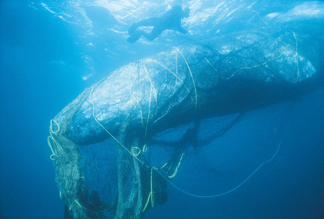 Whales, Sea Turtles, Seals: The Unintended Catch Of Abandoned Fishing Gear | Coastal Restoration | Scoop.it