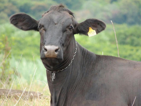 ESB : Le Brésil suspend ses ventes de viande bovine à la Chine | Actualité Bétail | Scoop.it