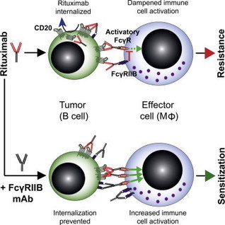 Antagonistic Human FcγRIIB (CD32B) Antibodies Have Anti-Tumor Activity and Overcome Resistance to Antibody Therapy In Vivo: Cancer Cell | Immunology and Biotherapies | Scoop.it