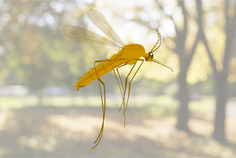 La pollution lumineuse pourrait prolonger la période où les moustiques nous piquent | EntomoNews | Scoop.it
