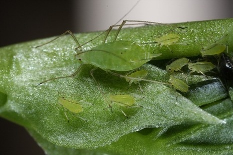 Les pucerons verts pourraient être les seuls insectes à pratiquer la photosynthèse | EntomoScience | Scoop.it