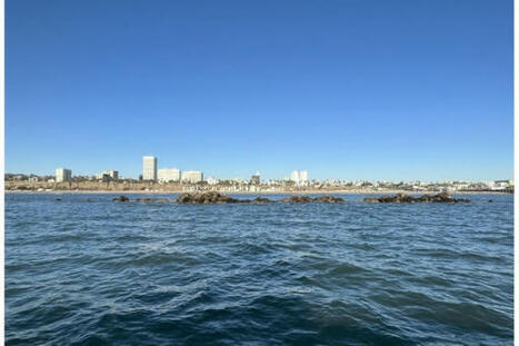 Environmental News Network - Santa Monica’s Waves Will Run Pink During UCLA Water Quality Test | Coastal Restoration | Scoop.it