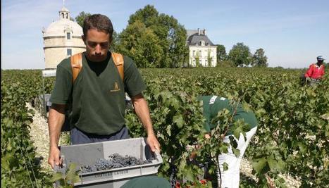 Immigration et violences: les raisins de la colère dans le Médoc | Chronique des Droits de l'Homme | Scoop.it