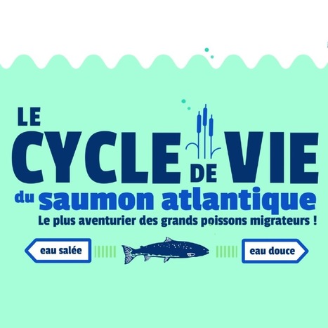 Les associations pour la protection des populations de poissons migrateurs | Biodiversité | Scoop.it