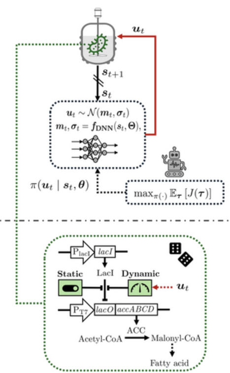 Reinforcement Learning for Robust Dynamic Metabolic Control | Bab | RMH | Scoop.it