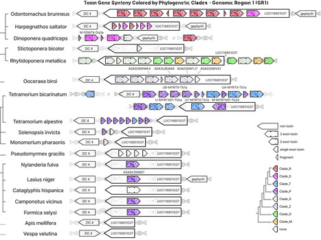 How Ant Genomes Repeatedly Reinvent Venom | brve | RMH | Scoop.it