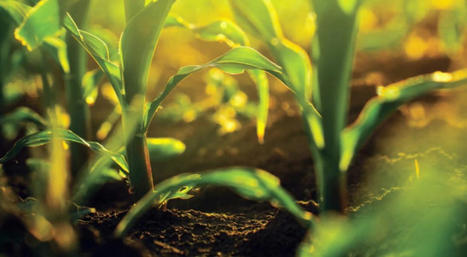 Actualités réglementaires phytosanitaires (juin-juillet 2024) | Innovation Agro-activités et Bio-industries | Scoop.it