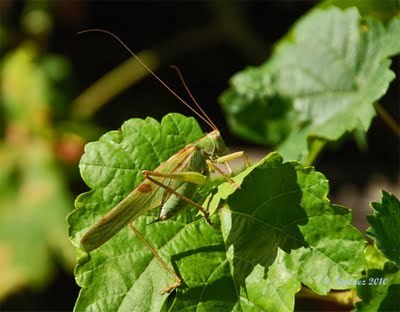 PLANETA VIVO / LIVING PLANET 生命星球: Insectos / Insects | Bichos en Clase | Scoop.it