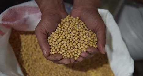 L’essor mondial des protéines végétales | ALIMENTATIONS | Scoop.it