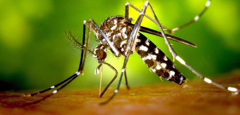 RSLN : "Des moustiques pour collecter des datas et prévenir les épidémies | Ce monde à inventer ! | Scoop.it