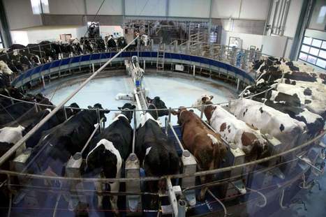 France - Mise en demeure pour la ferme-usine des 1 000 vaches | Koter Info - La Gazette de LLN-WSL-UCL | Scoop.it