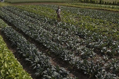 Bio et hyperproductive : la ferme magique d’un agriculteur québécois | Economie Responsable et Consommation Collaborative | Scoop.it